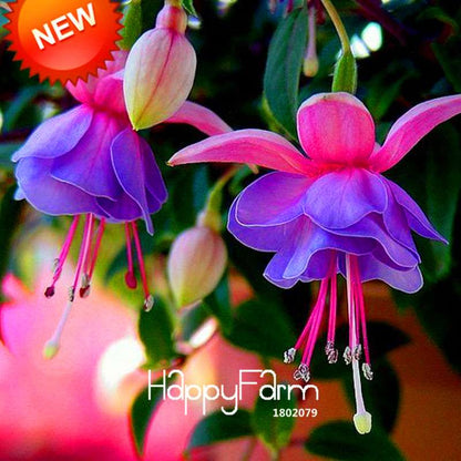 Purple Double Petals Fuchsia Seeds - Vibrant Hanging Flowers for Pots, Easy to Grow