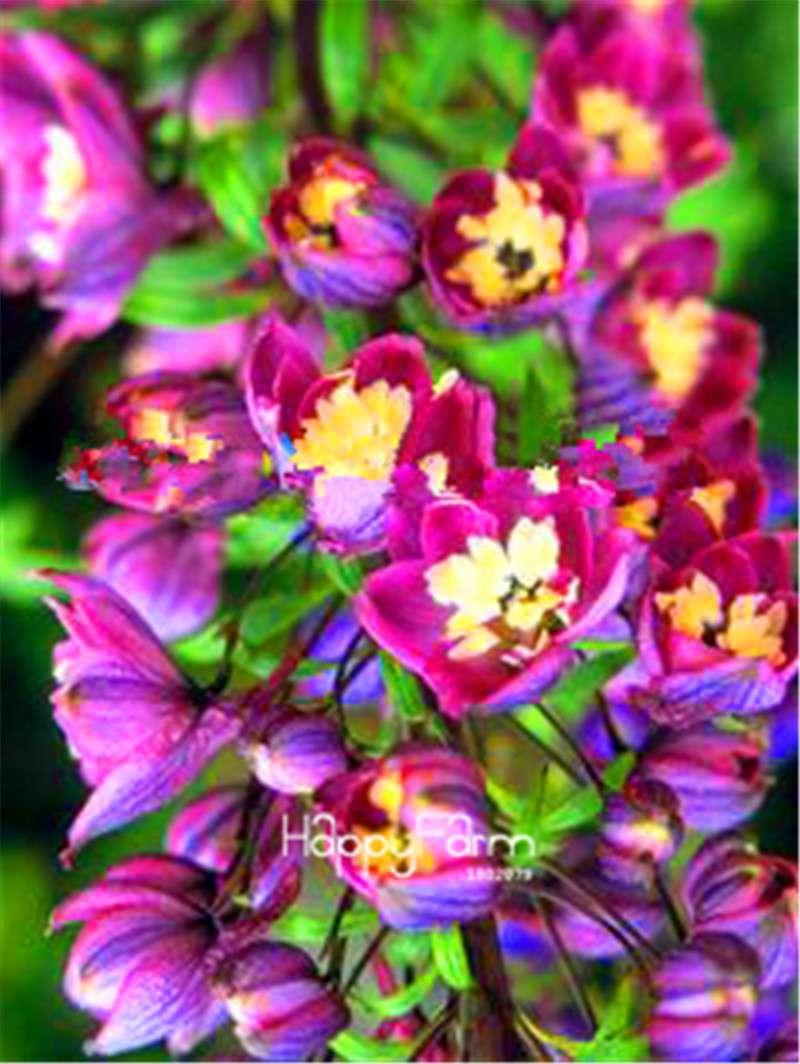 Rocket Larkspur Seeds - Easy-Grow Delphinium Flowers for Home Garden & DIY Potted Bonsai
