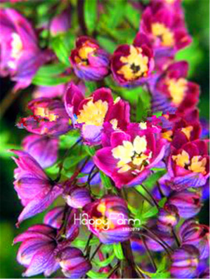 Rocket Larkspur Seeds - Easy-Grow Delphinium Flowers for Home Garden & DIY Potted Bonsai