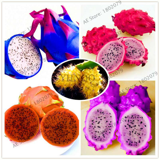 Sweet Dragon Fruit Seeds - Fresh Pitaya for Home Garden Planting | Delicious & Easy to Grow