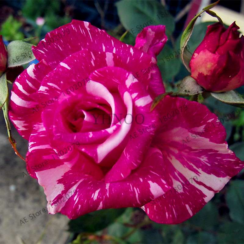 Rare Candy Stripe Rose Seeds - Mixed Color Bonsai Flower Seeds for Home Garden (Black, Blue)