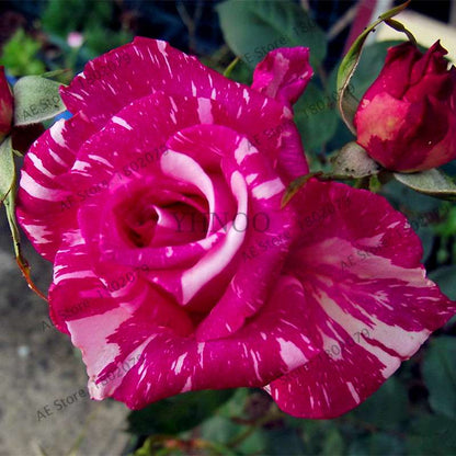 Rare Candy Stripe Rose Seeds - Mixed Color Bonsai Flower Seeds for Home Garden (Black, Blue)