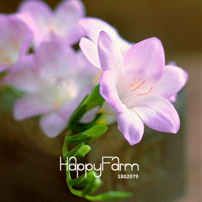 Premium Purple Freesia Seeds - Vibrant Orchid-Like Blooms for Home Garden