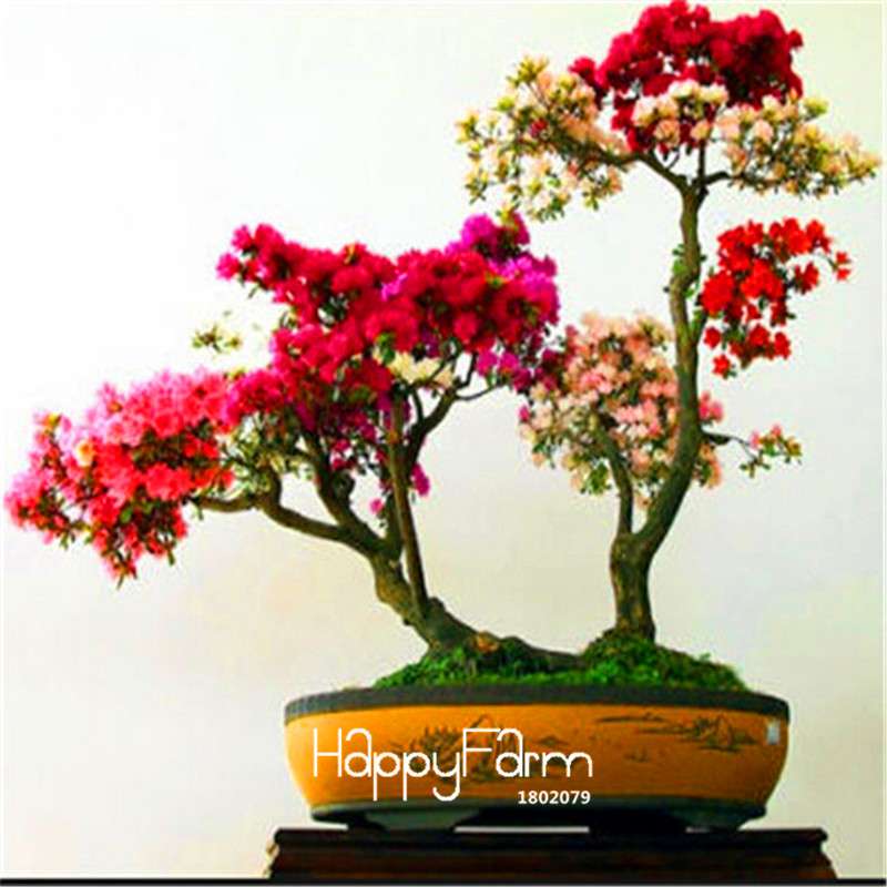 Cherry Blossom Seeds - Easy to Grow Sakura Bonsai Tree for Home Garden, Perennial Flower Like Azalea
