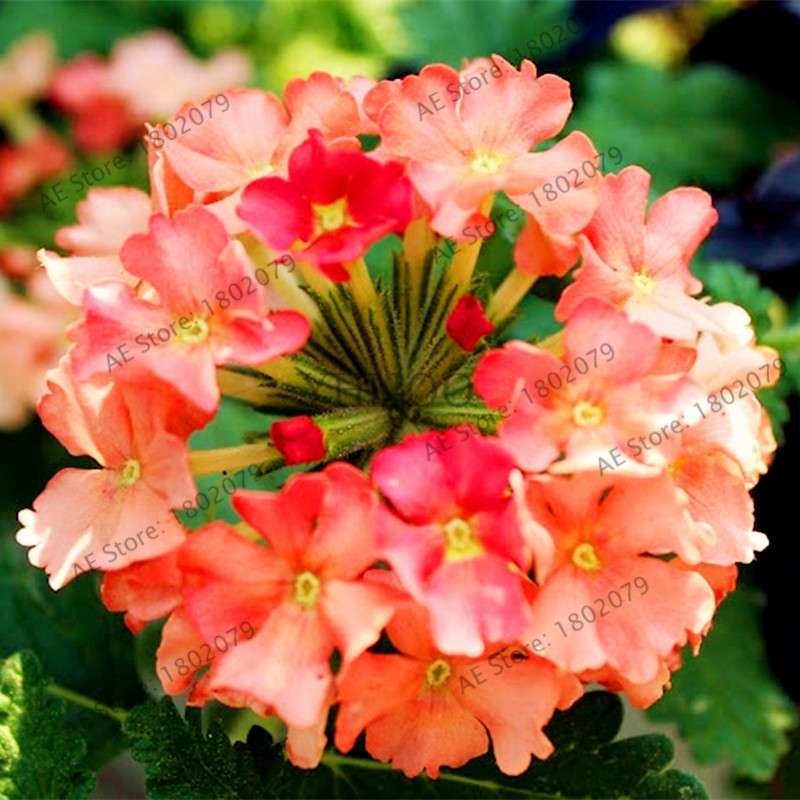 Mixed Color Verbena Hybrida Seeds - Easy to Grow Bonsai Flowers for Home & Garden Planting