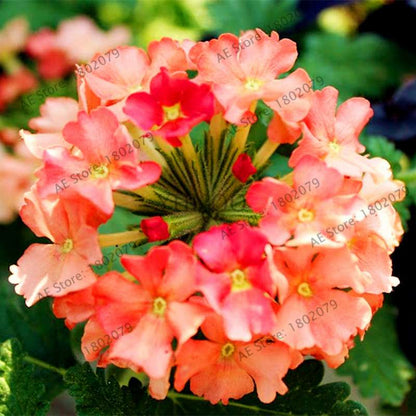 Mixed Color Verbena Hybrida Seeds - Easy to Grow Bonsai Flowers for Home & Garden Planting