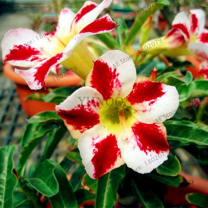 Mixed Color Desert Rose Seeds - Easy to Grow Bonsai Flower for Home Garden Planting