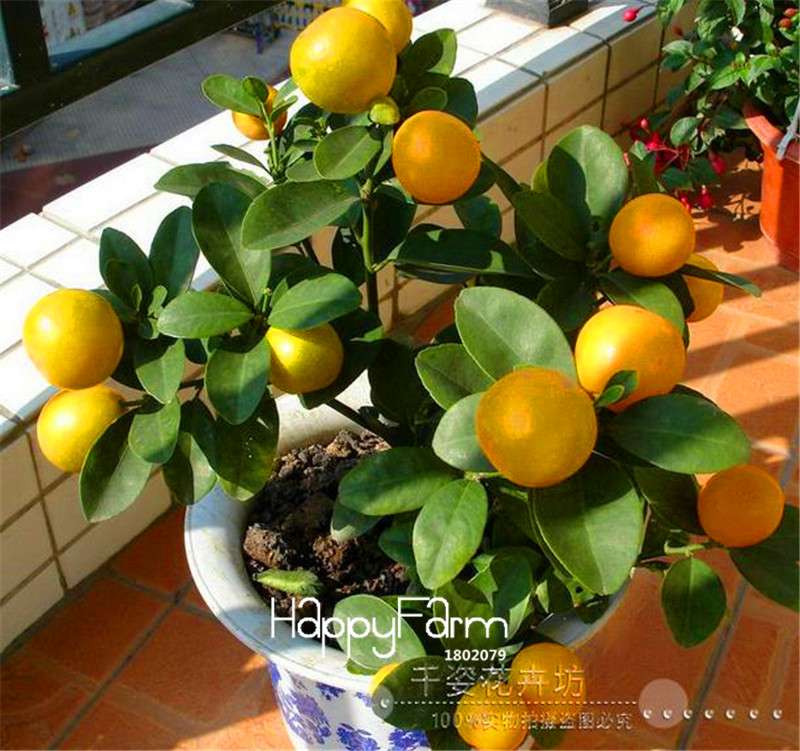 Kaffir Lime Seeds - 95% Sprout Rate, Potted Balcony Planting, All Seasons - High-Quality Lemon Seeds