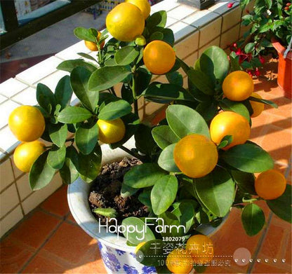 Kaffir Lime Seeds - 95% Sprout Rate, Potted Balcony Planting, All Seasons - High-Quality Lemon Seeds