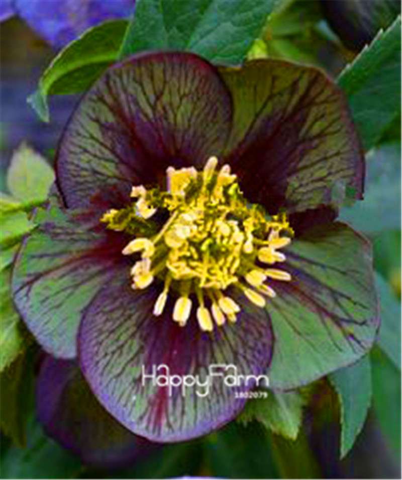 Helleborus Seeds for Bonsai - Grow Exotic Japanese Flowers at Home | DIY Garden Kit