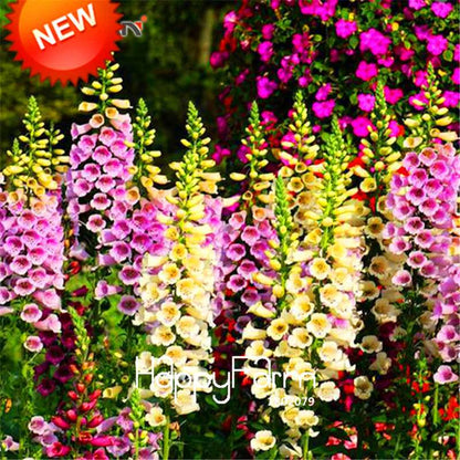Wildflower Seeds Mix - Perennial Colorful Blooms for Home Garden Planting