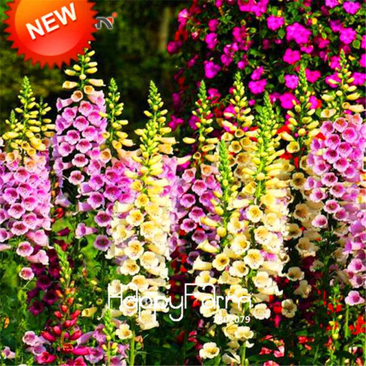 Wildflower Seeds Mix - Perennial Colorful Blooms for Home Garden Planting