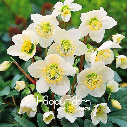 Christmas Rose Seeds - Easy Grow Bonsai, Indoor & Outdoor Garden Planting, Perfect Holiday Gift
