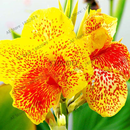 Mixed Color Canna Seeds for DIY Potted Plants | 95% Germination Rate | Indoor/Outdoor Gardening