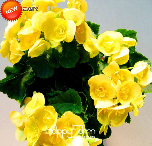 Yellow Begonia Seeds - True Malus Spectabilis, Potted Bonsai Plant Seeds for Home Garden