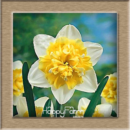Narcissus Tazetta Seeds - Beautiful Daffodil Balcony Plants, Air-Purifying & Easy to Grow