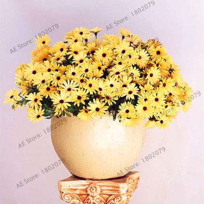 African Blue Eyed Daisy Seeds - Osteospermum Bonsai Flower Seeds for Home Garden & Potted Plants