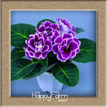 Vibrant 9-Color Gloxinia Seeds - Perennial Sinningia Speciosa, Bonsai & Balcony Flowers - USA-Grown