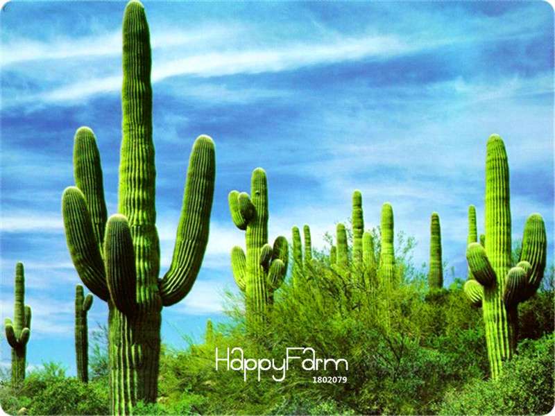 Succulent Seeds Mix - Stone Cactus, Tetragonia, Potted Flowers - Easy Grow, Rare Varieties