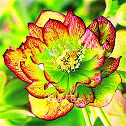 Helleborus Seeds for Bonsai - Grow Exotic Japanese Flowers at Home | DIY Garden Kit