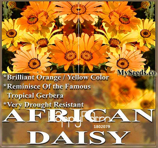 African Daisy Seeds - Easy to Grow Bonsai Flower Seeds for Home Garden | Fast-Growing & Vibrant Blooms