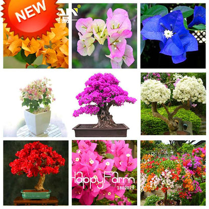 9 Varieties Bougainvillea Spectabilis Seeds - Perennial Bonsai & Flowering Plants