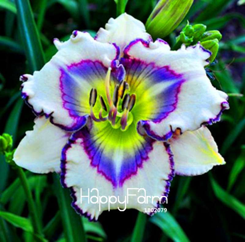 Hybrid Daylily Seeds - Colorful Hemerocallis Lily for Home Garden & Bonsai | Fast-Growing Flower Seeds