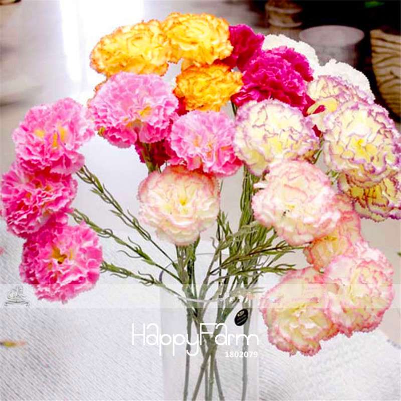 Carnation Seeds - 23 Rare Colors Including Black, Blue & Purple | Dianthus Caryophyllus Pack