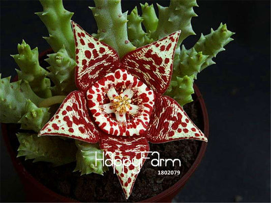 Stapelia Gigantea Seeds - Exotic Succulent Carrion Flower Seeds for Pots, Rare Blooming Plant Seeds