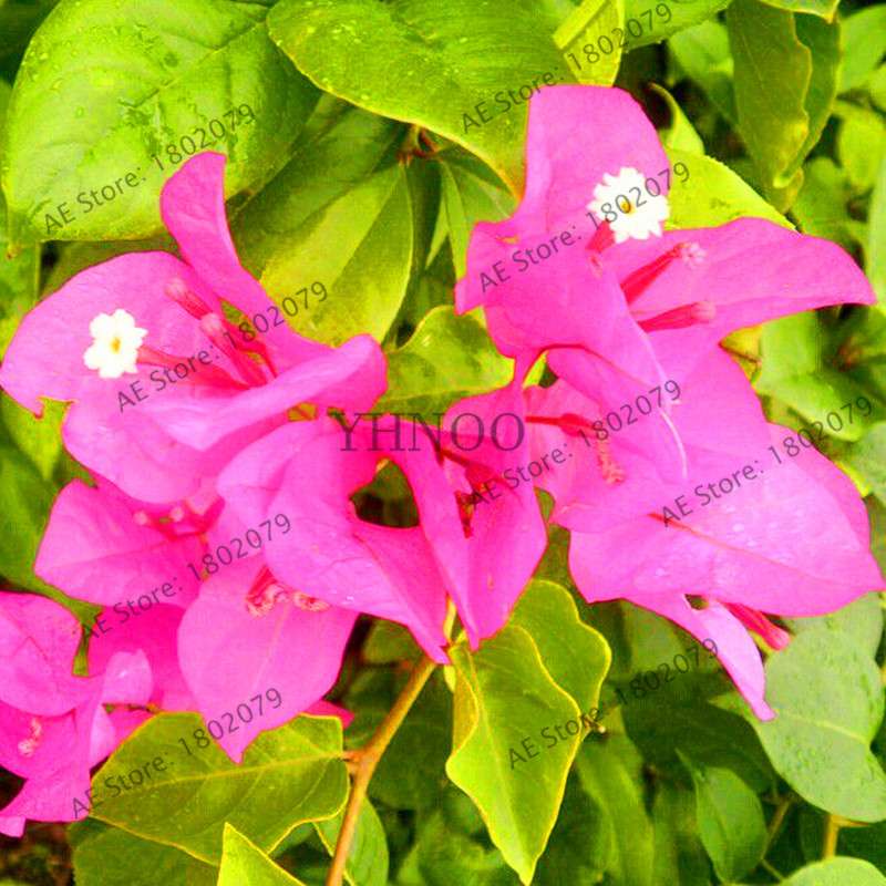 Bougainvillea Bonsai Seeds - Vibrant Flowering Plant for Home & Garden | Fast-Growing, Easy Care