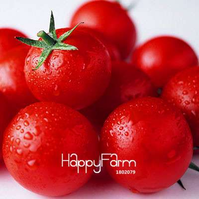 Giant Tomato Seeds for Home Garden - Sweet Pumpkin Tomato, Balcony & Container Planting
