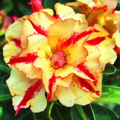 Exotic Mixed Colors Desert Rose Seeds - Fire Red Heart Bonsai, for Home Garden