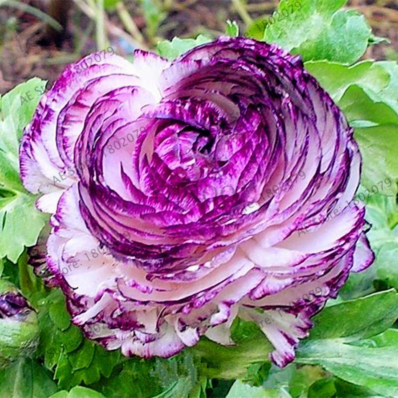 Ranunculus Asiaticus Seeds - Perennial Bonsai Flowers for Home & Garden, Easy to Grow