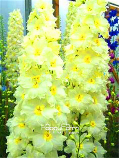 Rocket Larkspur Seeds - Easy-Grow Delphinium Flowers for Home Garden & DIY Potted Bonsai