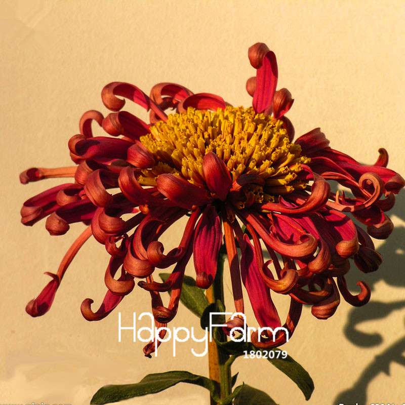 Fragrant Chrysanthemum Seeds - Colorful Bonsai Flower Seeds for Home Garden Planting