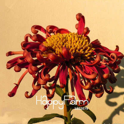 Fragrant Chrysanthemum Seeds - Colorful Bonsai Flower Seeds for Home Garden Planting