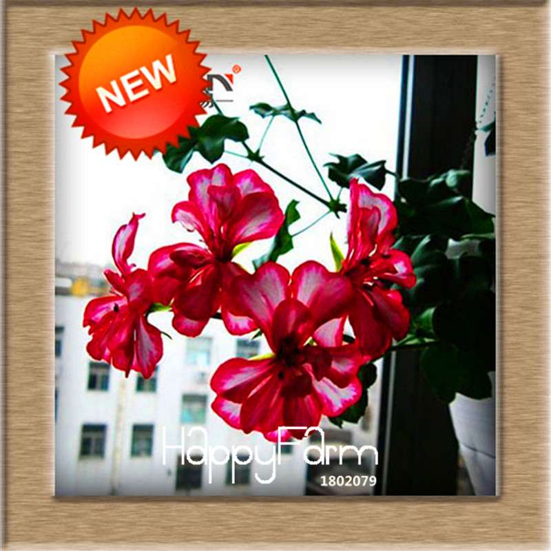 White & Red Edge Geranium Seeds - Perennial Pelargonium Peltatum Flowers for Indoor Planting
