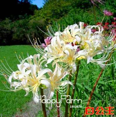 Lycoris Seeds for Planting - Perennial Garden Flowers, Easy-Grow Potted Plant Seeds for Home Gardening