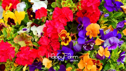 Viola Tricolor Pansy Seeds - Colorful Bonsai Flowers for Home Garden Planting DIY (Fast Shipping)