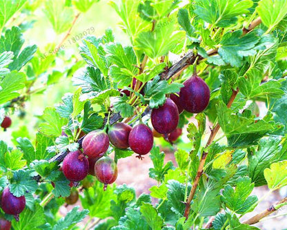 Organic Gooseberry Seeds - Fresh, Nutrient-Rich Perennial Fruit Seeds for Home Gardening