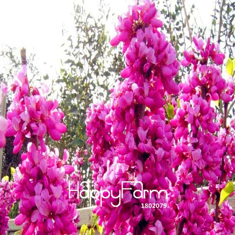 Redbud Tree Seeds - Cercis Chinensis Bonsai, Potted Plants for Home & Garden (Fast Growth, Easy Care)