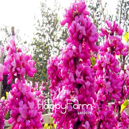 Redbud Tree Seeds - Cercis Chinensis Bonsai, Potted Plants for Home & Garden (Fast Growth, Easy Care)