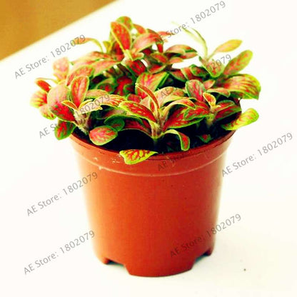 Fittonia Verschaffeltii Seeds - Indoor Bonsai Plant for Home, Office & Garden Decor - Easy to Grow