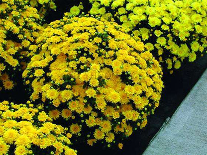 Perennial Daisy Seeds - Hardy Ground Cover Chrysanthemum for Home Garden & Bonsai Planting