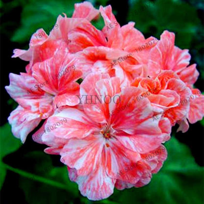 Rare Mixed Color Geranium Seeds - Vibrant Variegated Potted Flowers for Garden & Bonsai | Fast Shipping