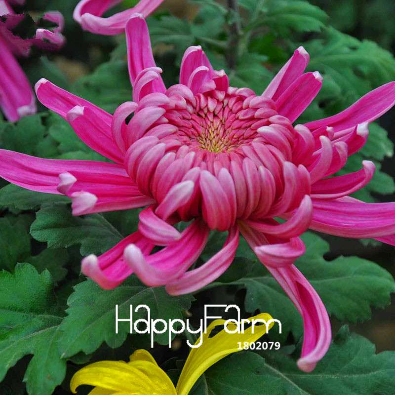 Fragrant Chrysanthemum Seeds - Colorful Bonsai Flower Seeds for Home Garden Planting
