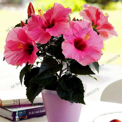 Colorful Bonsai Hibiscus Seeds - Perennial Flower for Home Garden Planting, Hibiscus Mutabilis