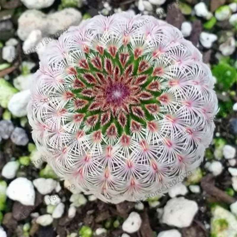 Rare Lithops Seeds - Living Stones Succulent, Organic Cactus Seeds for Indoor Garden, Bonsai & Succulent Lovers