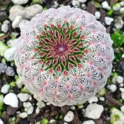 Rare Lithops Seeds - Living Stones Succulent, Organic Cactus Seeds for Indoor Garden, Bonsai & Succulent Lovers