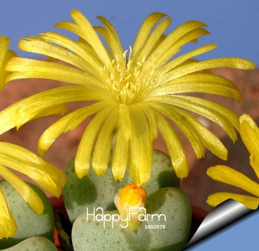 Rare Rebutia Cactus Seeds - Colorful Flowering Mini Succulents for Office & Home